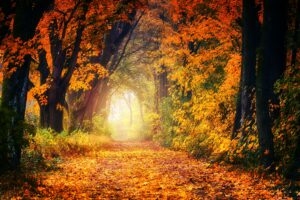 Fall is the time to organize