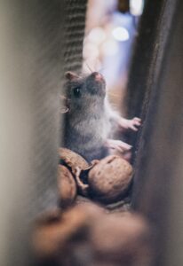 critters in closet