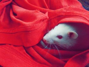 critters in closet