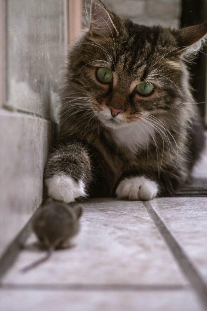 critters in closet