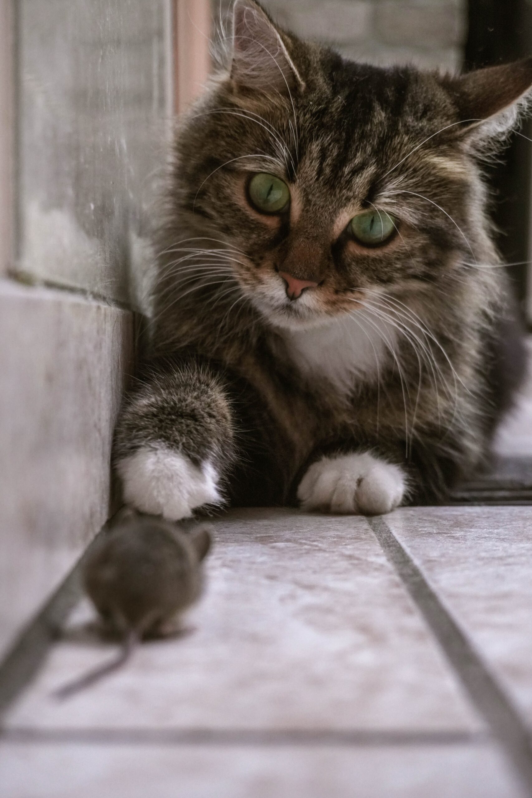 critters in closet