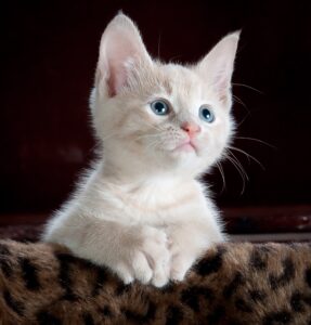Austin Humane Society